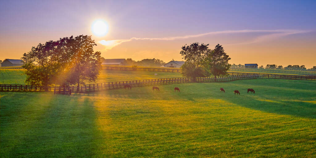 Thoroughbred horses grazing at sunset in a field